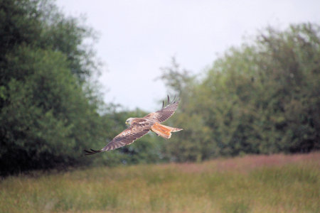 A view of a Red Kite in flight