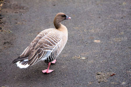 A close up of an Egyptian Gooseの写真素材