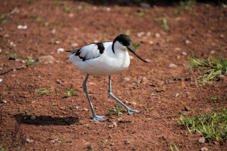 A view of an Avocet