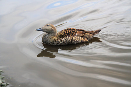 A close up of an Eider Duck on the water