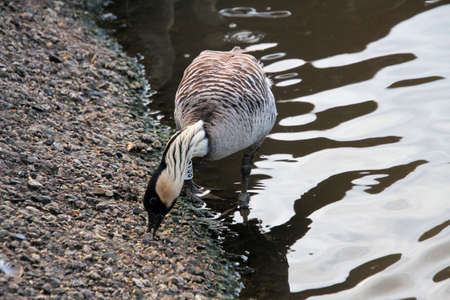 A close up of a Hawaiian Gooseの写真素材