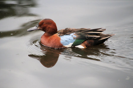 A view of a Duck at Martin Mere Nature Reserveの写真素材