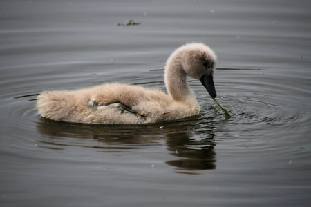 A view of a Black Swan Cygnet on the waterの写真素材