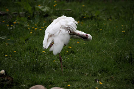 A close up of a Spoonbillの写真素材