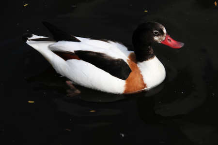 A close up of a Shelduckの写真素材