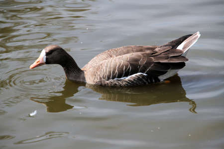 A view of a White Fronted Gooseの写真素材