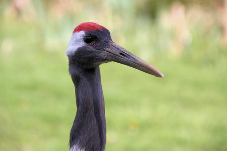 A close up of a Red Crowned Craneの写真素材