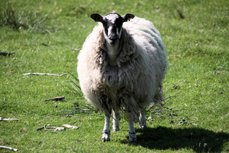A view of a Sheep in a filed