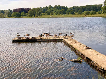 A view of the Cheshire Countryside at Tatton Parkの写真素材