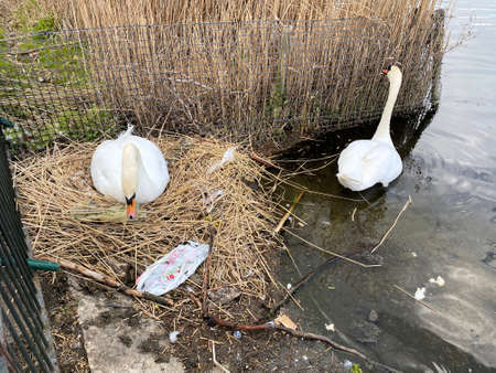 A close up of a Mute Swan on the waterの写真素材