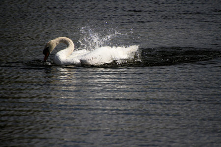 A close up of a Mute Swan on the waterの写真素材