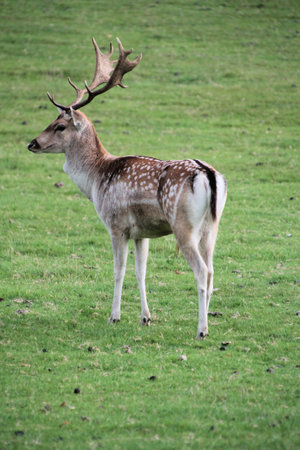 A view of some Fallow Deer in the wildの写真素材