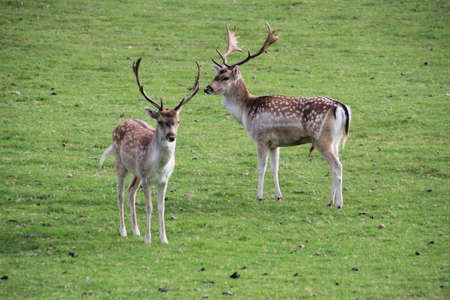 A view of some Fallow Deer in the wildの写真素材