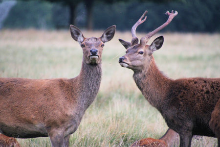 A close up of a Red Deer Doe at Tatton Park in Cheshire