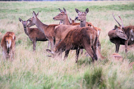 A view of a Herd of Red Deerの写真素材