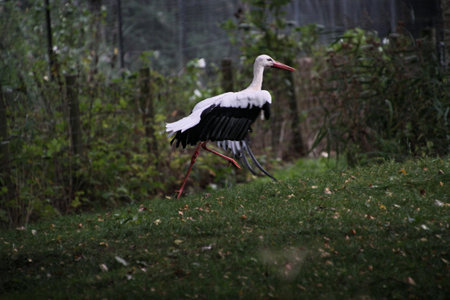 A close up of a White Stork at Martin Mere nature reserveの写真素材
