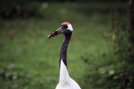 A close up of a red crowned crane at Martin Mere nature reserveの写真素材