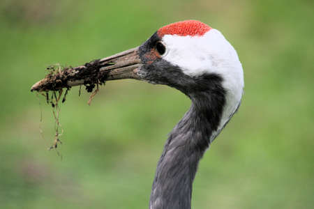 A close up of a red crowned crane at Martin Mere nature reserveの写真素材