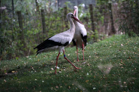 A close up of a White Stork at Martin Mere nature reserveの写真素材