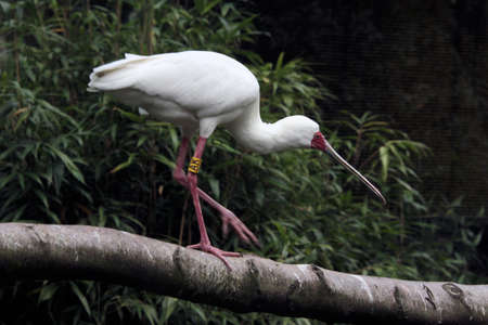 A close up of a Spoonbill at Martin Mere nature reserveの写真素材
