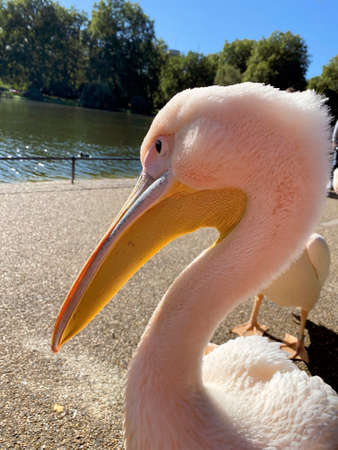 A close up of a Pelicanの写真素材