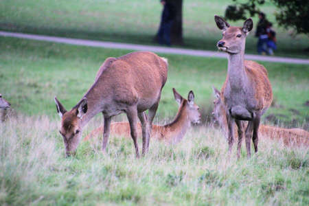 A view of a Red Deer in the Cheshire Countrysideの写真素材