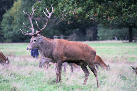 A view of a Red Deer in the Cheshire Countrysideの写真素材