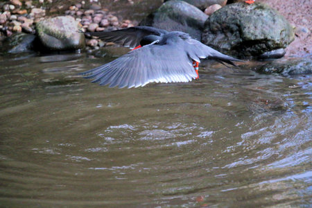 A view of an Inca Tern at Martin Mere Nature Reserve