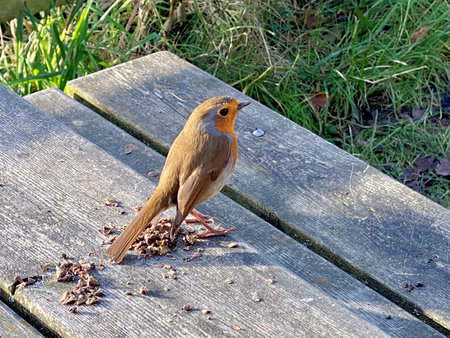 A close up of a Robin