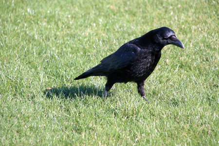 A close up of a Carrion Crow