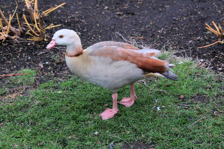 A close up of an Egyptian Gooseの写真素材