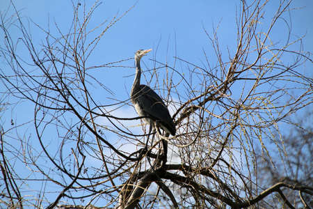 A close up of a Grey Heronの写真素材