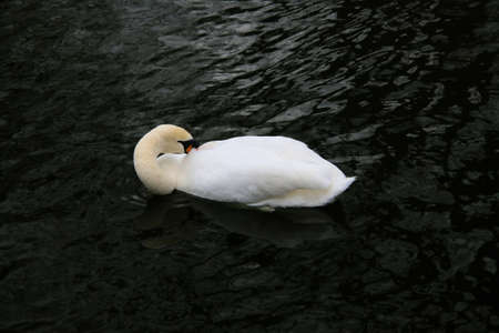 A close up of a Mute Swanの写真素材