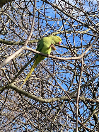 A close up of a Ring Necked Parakeet