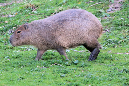 Capybara (Hydrochoerus hydrochaeris)の写真素材