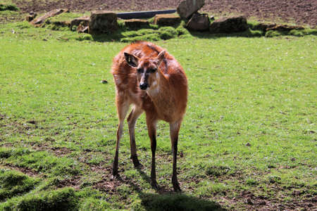 A view of a Deerの写真素材