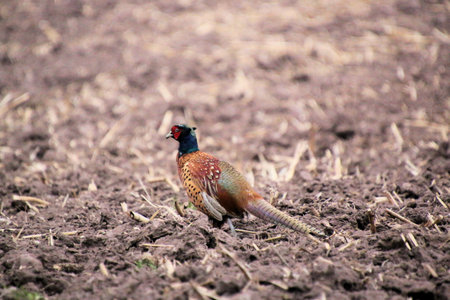 A view of a Pheasant
