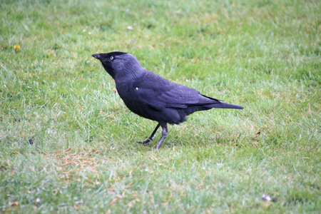 A Jackdaw on the Grass