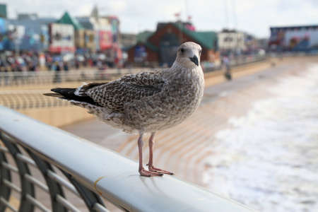 A close up of a Herring Gull in Blackpoolの写真素材