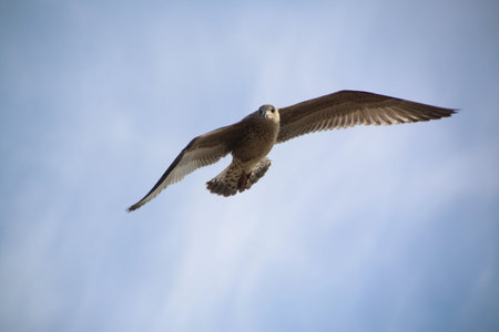 A close up of a Herring Gull in Blackpool