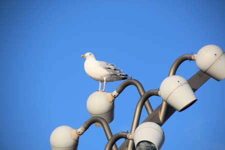 A close up of a Herring Gull in Blackpoolの写真素材