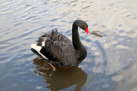 A view of a Black Swanの写真素材