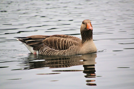 A view of a Goose in Londonの写真素材