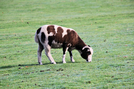 A view of a Sheep in the Cheshire Countrysideの写真素材