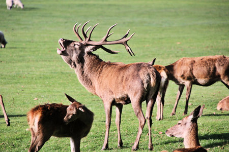 A view of a Red Deer in the Cheshire Countrysideの写真素材