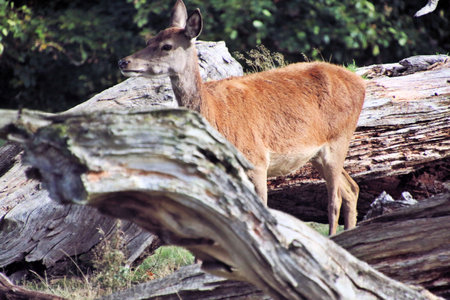 A view of a Red Deer in the Cheshire Countrysideの写真素材