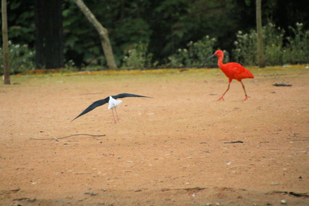 A view of a Black Winged Stiltの写真素材
