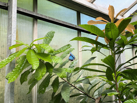 A view of a Butterfly