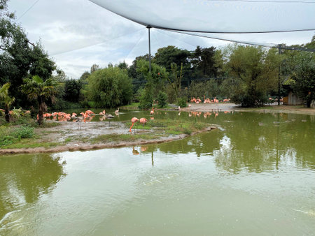 A view of a Flamingoの写真素材