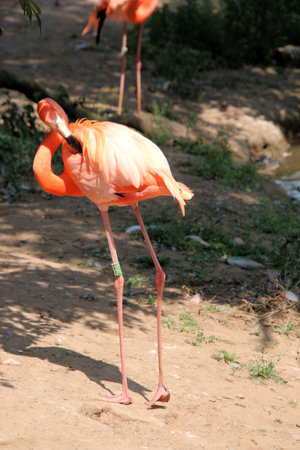 A view of a Flamingoの写真素材